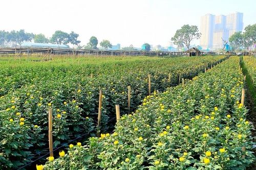 Làng hoa Tây Tựu tất bật chuẩn bị Tết
