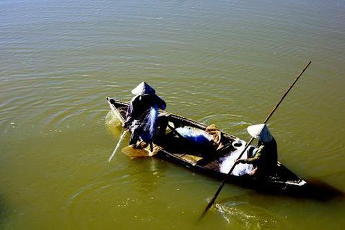 Về xứ Quảng ăn cá mòi muối chua