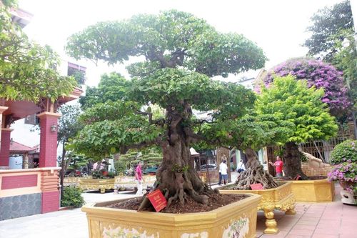 Mục sở thị khu vườn của đại gia Phú Thọ, 'một trong mười vườn cây cảnh đẹp nhất thế giới'!