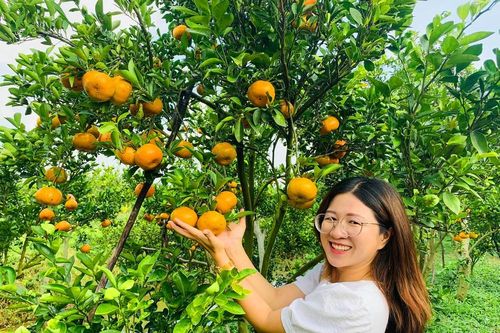 Mê mẩn vườn quýt hồng trĩu quả của nông dân miền Tây