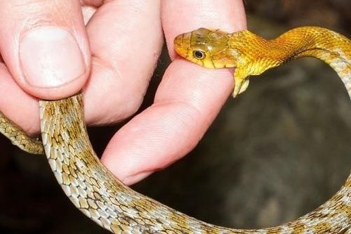 Cách sơ cứu nhanh khi bị rắn cắn