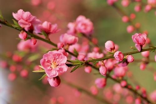 Kỹ thuật trồng và chăm sóc hoa đào chơi dịp Tết