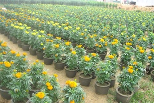 Cúc vạn thọ: Kỹ thuật trồng và chăm sóc hoa nở đúng dịp Tết