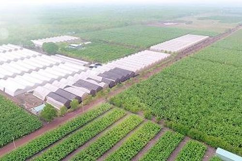 Bình Dương: Dự án nông nghiệp công nghệ cao được vay ưu đãi 70% vốn đầu tư trong 8 năm