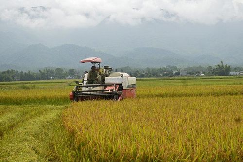 Phát triển bền vững trên 'Cánh đồng lớn'