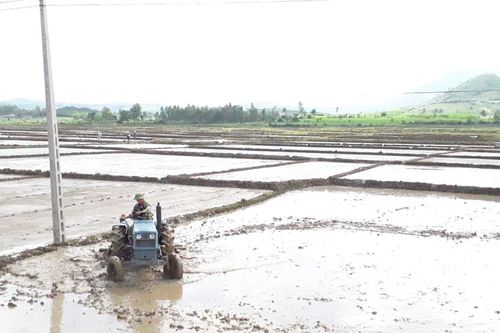 Kbang linh hoạt trong gieo trồng vụ Đông Xuân