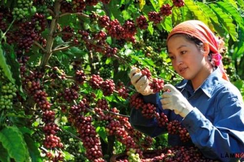 Nâng số lượng bảo hộ chỉ dẫn địa lý ở các thị trường xuất khẩu chủ lực