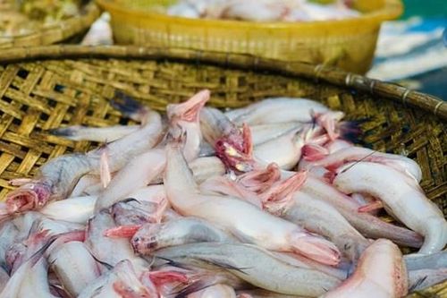 Hà Tĩnh: Ngư dân được mùa cá cháo