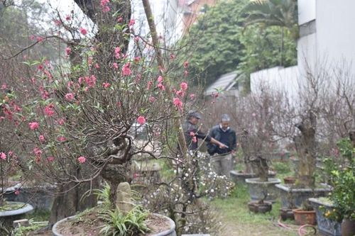 Gần Tết nói chuyện đào