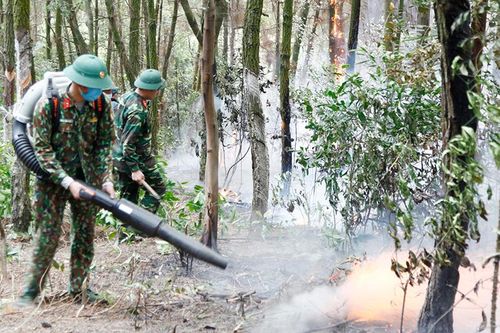 Dập tắt đám cháy gần 4ha rừng thông tại Quảng Ninh