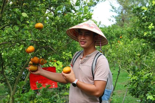 Vương quốc quýt hồng khan hàng phục vụ Tết