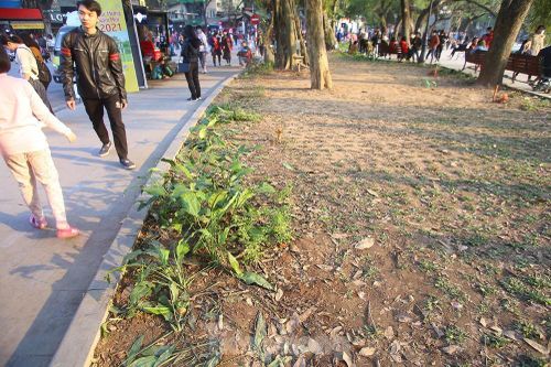 Thảm hoa hồ Hoàn Kiếm 'nát bươm' sau giao thừa và Tết Dương lịch