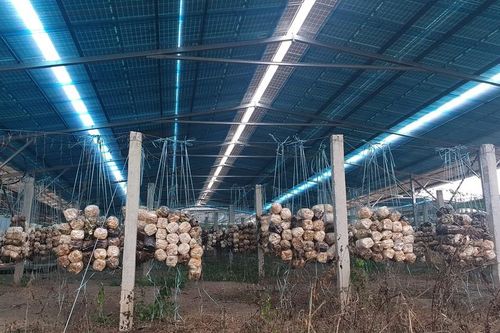 Bóc mẽ loạt dự án điện mặt trời 'núp bóng' nông nghiệp được hợp thức hóa