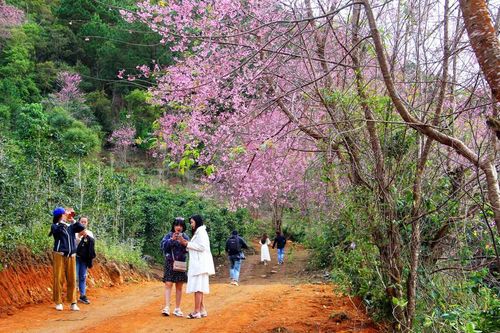 Du khách bị 'chặt chém' trên đường vào ngắm rừng mai anh đào