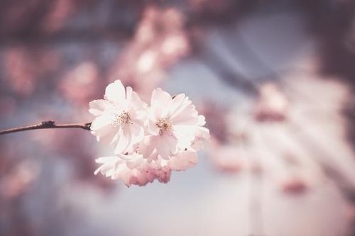 Tử vi thứ Ba ngày 5/1/2021 của 12 cung hoàng đạo