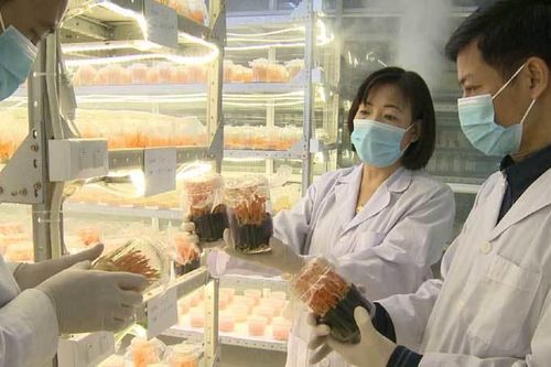 'Vàng mềm' Việt Nam lộ diện, ươm đông trùng hạ thảo ở Hà Giang