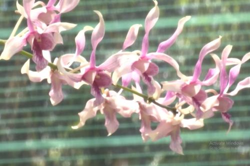 Buôn lan rừng đột biến: Gia tài tiền tỷ, tháng lãi 300 triệu