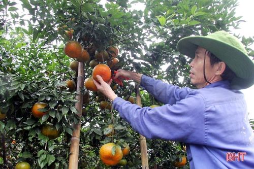 'Thủ phủ' cam bù nức tiếng ở Hà Tĩnh vào mùa thu hoạch