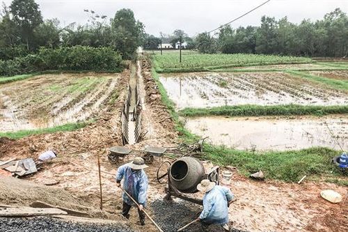 Tiếp tục sản xuất nông nghiệp theo hướng bền vững, hiệu quả