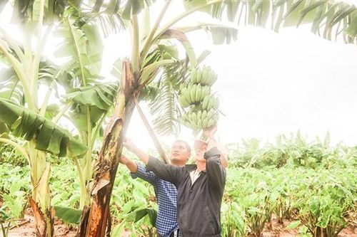 Tập trung khôi phục cây chuối ở Tân Long