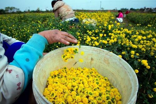 Vàng óng cánh đồng hoa cúc ' tiến vua'