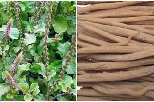 Một số phương thuốc cổ truyền có vị ngưu tất