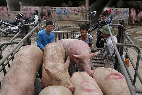 Giá lợn hơi hôm nay 5/1: Có nơi tăng 1.000 - 2.000 đồng/kg