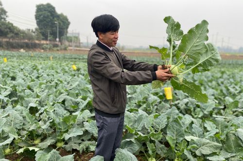 Hà Nội: Su hào, cải thảo đạt chất lượng vượt trội nhờ bón phân sinh học