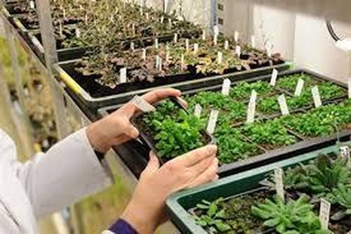 Hướng dẫn mới về bảo hộ quyền đối với giống cây trồng