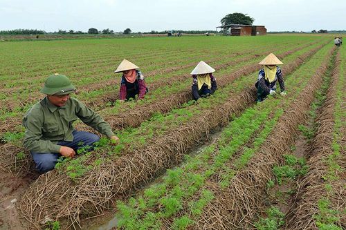 Bắc Ninh tập trung sản xuất vụ đông