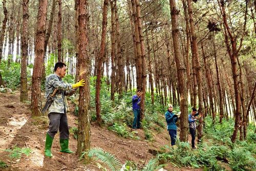 Lào Cai chú trọng nâng cao hiệu quả kinh tế rừng