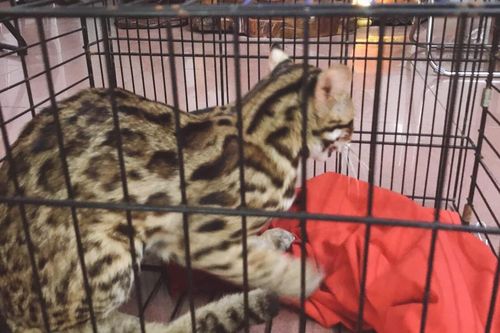 Thả mèo rừng về rừng