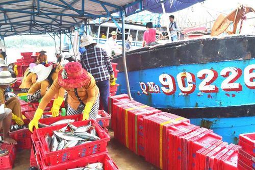 Giải pháp cho nghề khai thác và nuôi trồng thủy, hải sản Núi Thành