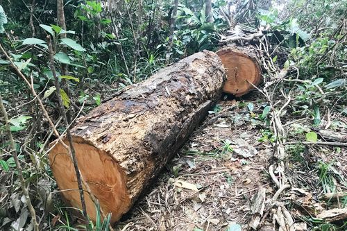 Khởi tố vụ cưa hạ 49m³ gỗ ở Kbang