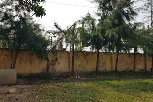 Học sinh tỉa cây bị điện giật chết, hiệu trưởng bị cách chức
