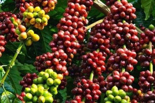 Cà phê và cacao giảm trong khi đường, cao su tăng giá trong phiên đầu năm
