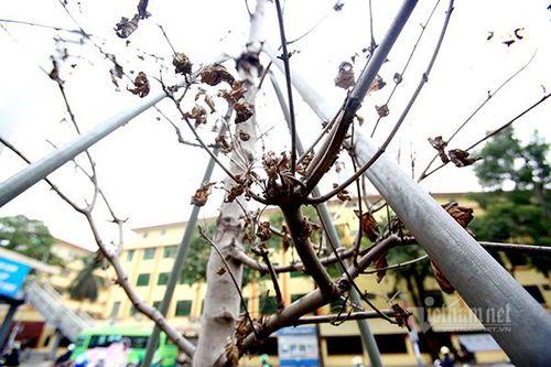 Phong lá đỏ ở Hà Nội đang thay lá chứ không phải chết