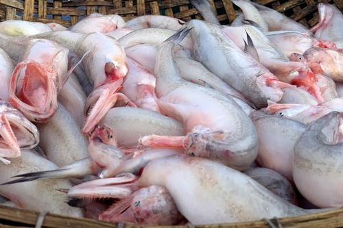 Loài cá làm thức ăn cho heo thành đặc sản ngày lạnh, ngư dân trúng đậm đầu năm