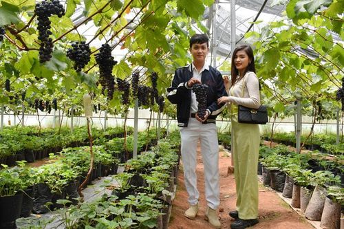 Tái cơ cấu cây trồng - cần giải pháp bền vững
