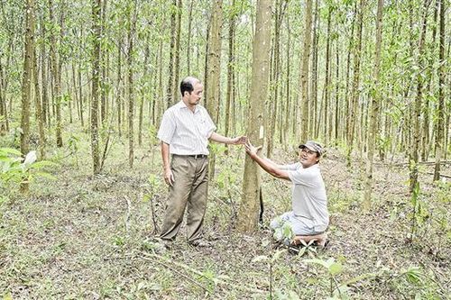 Người trồng rừng giỏi ở Tây Hải Lăng