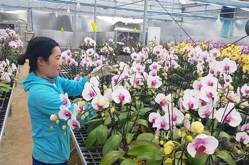 Cung cấp 27.000 cây lan hồ điệp trồng trên đèo Sa Mù cho thị trường Tết