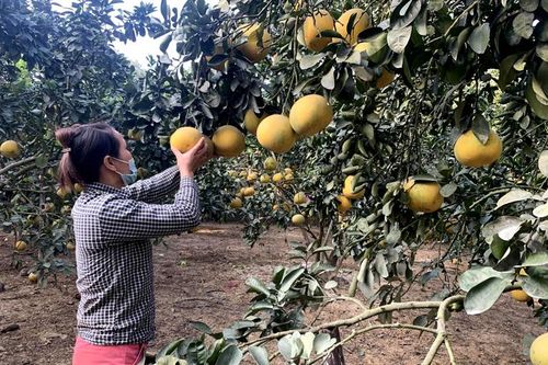 Lo ngại mùa bưởi 'đắng'