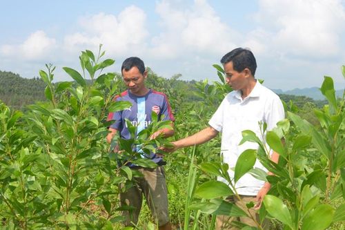 Sơn Dương phát triển đảng viên
