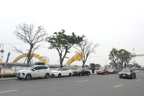 Đà Nẵng: Bài toán khó trong xử lý rác cành nhánh cây xanh đô thị