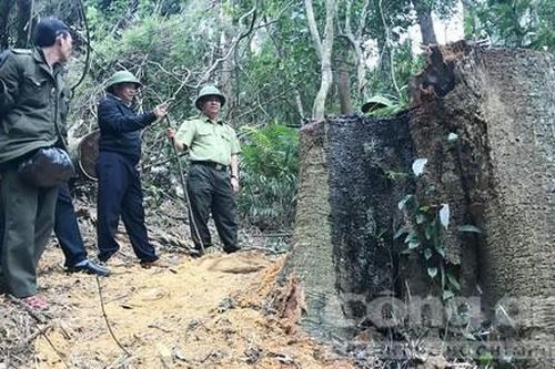 Lâm tặc liều lĩnh khai thác gỗ cổ thụ quy mô lớn