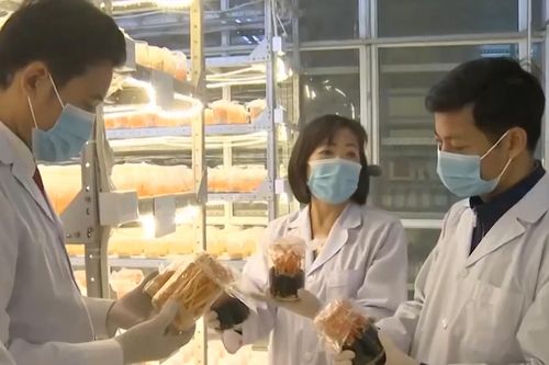 Ứng dụng công nghệ cao sản xuất đông trùng hạ thảo bán tự nhiên ở Hà Giang