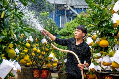 Hơn 30 triệu một chậu bưởi Diễn trĩu quả tại TP.HCM