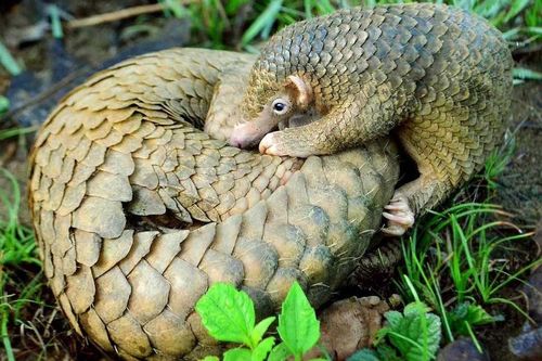 Trùm buôn lậu tê tê ở Trung Quốc bị tuyên 14 năm tù