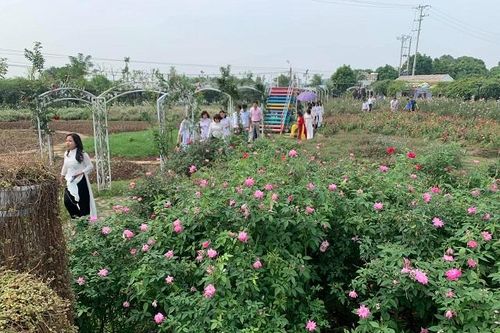 Đưa du lịch hoa thành đặc sản của Hà Nội