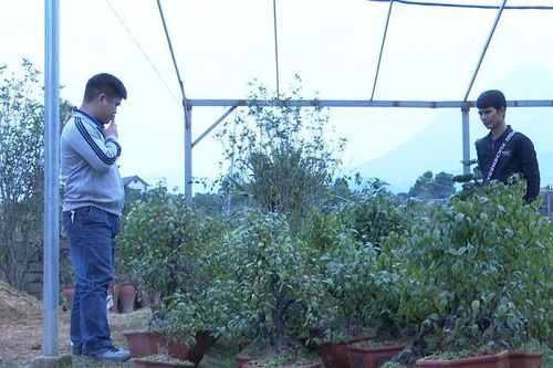 Làng mai trắng tất bật vào vụ Tết